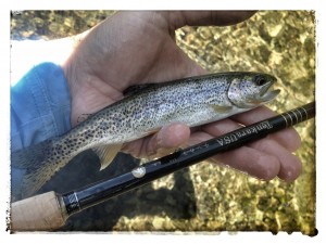 tenkara_trout