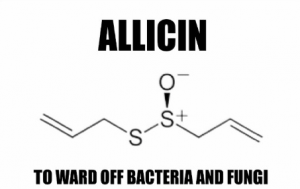 allicin