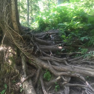 Root staircase that is the trail