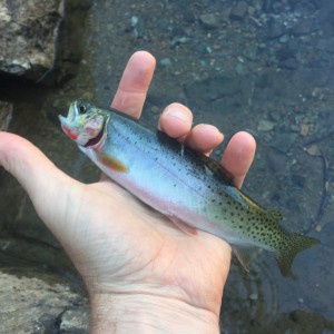 Rachel Lake Cutthroat