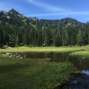 Meadow pond 