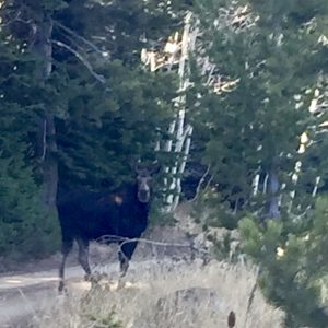 One of five moose, we needed to scoot this one off the road