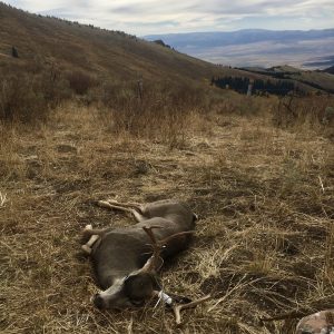 Back to the road, the buck was shot on the hill just above that fencepost in back of the deer